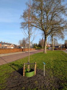 koningslinde - 20260120