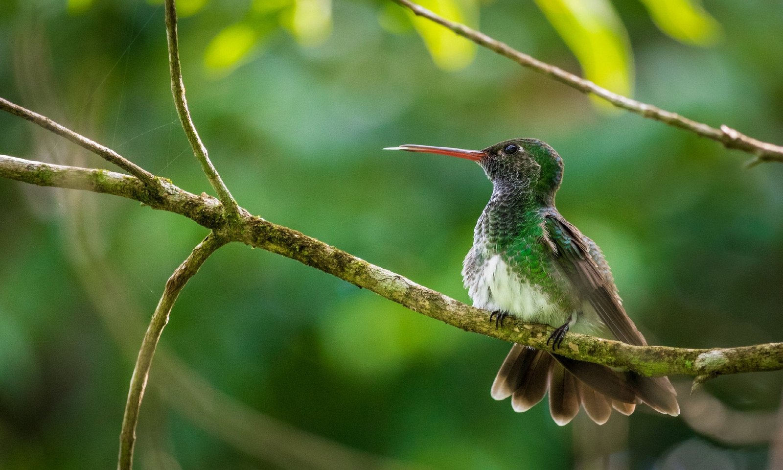 a-small-green-bird-sits-on-thin-branch-in-a-green-tree