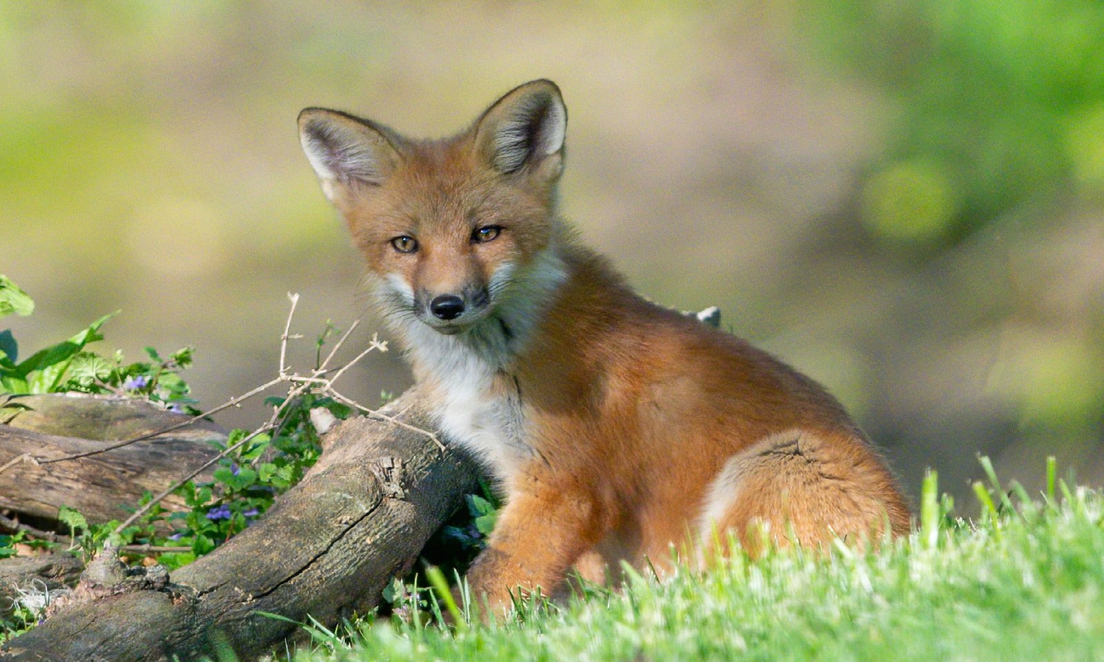 red-fox-sits-in-green-grassy-field