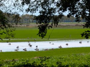 ganzen_20251029_122324743