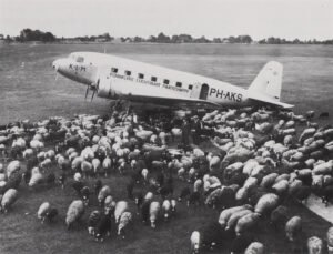 schapen