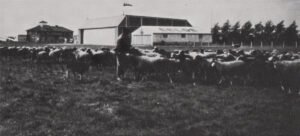 schapen02